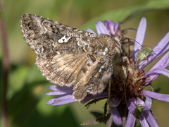 Syngrapha alias