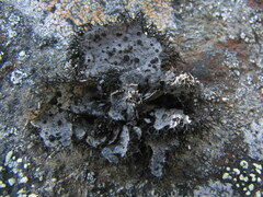 Umbilicaria cylindrica