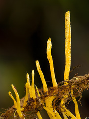 Cordyceps