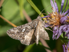 Syngrapha alias