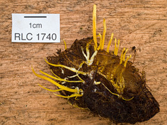 Cordyceps