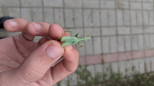 Dot-Winged Mantis