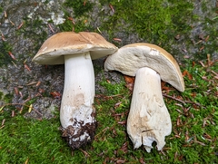 Boletus chippewaensis