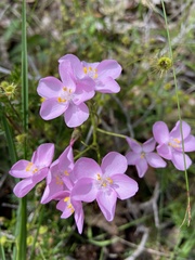 Drosera indumenta