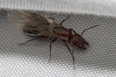 Myrmentoma