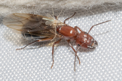 Myrmentoma
