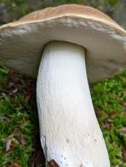 Boletus chippewaensis