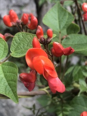Phaseolus coccineus
