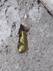 Chalcopasta