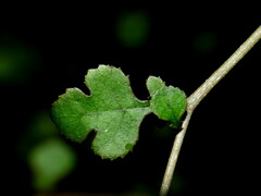 Streblus heterophyllus
