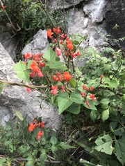 Phaseolus coccineus