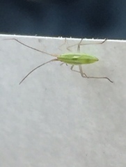 Trigonotylus caelestialium