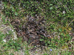 Masonhalea richardsonii