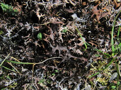 Masonhalea richardsonii