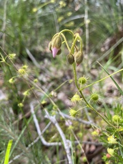 Drosera indumenta