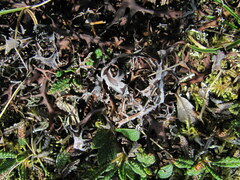 Masonhalea richardsonii