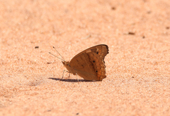 Junonia evarete