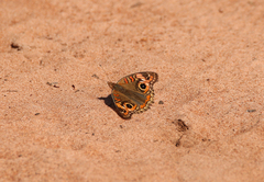 Junonia evarete