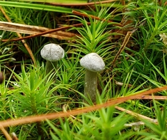 Cantharellula umbonata