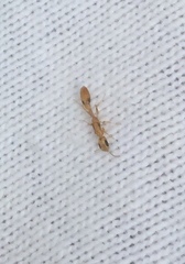 Pseudomyrmex