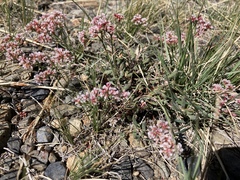Eriogonum microtheca