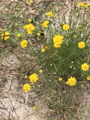 Thymophylla pentachaeta