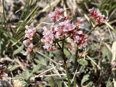 Eriogonum microtheca