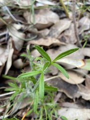 Xanthosia huegelii