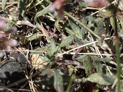 Eriogonum microtheca