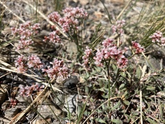 Eriogonum microtheca