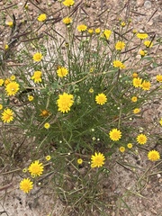 Thymophylla pentachaeta