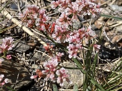 Eriogonum microtheca