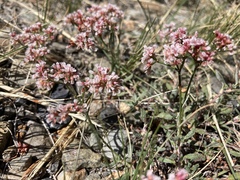 Eriogonum microtheca