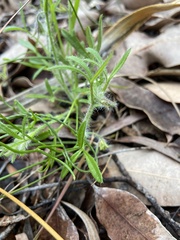 Xanthosia huegelii