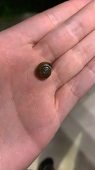 Oxychilus draparnaudi