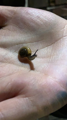 Oxychilus draparnaudi