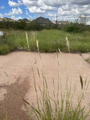 Bothriochloa laguroides