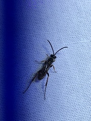 Ceropales maculata