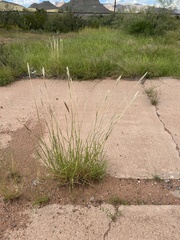 Bothriochloa laguroides