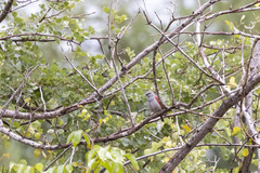 Pytilia phoenicoptera