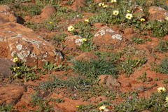 Arctotheca calendula