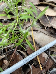 Xanthosia huegelii
