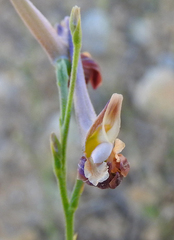 Delphinium hellenicum