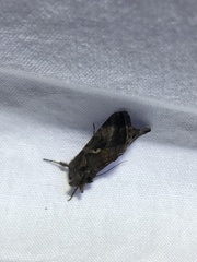 Autographa