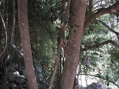 Cryptocarya