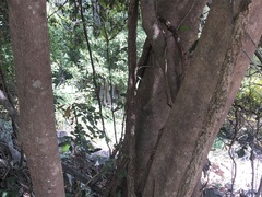 Cryptocarya
