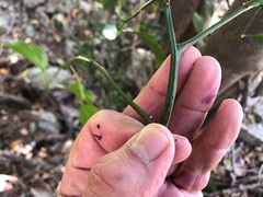 Cryptocarya