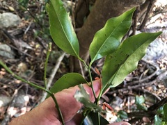 Cryptocarya
