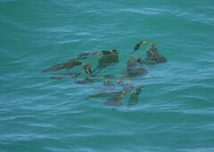 Macrocystis pyrifera