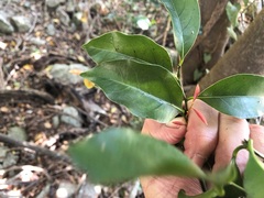 Cryptocarya
